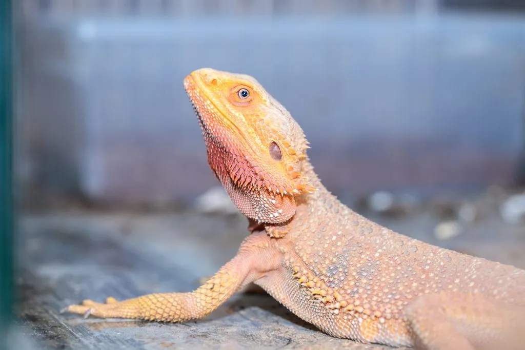 overhydrated bearded dragon poop