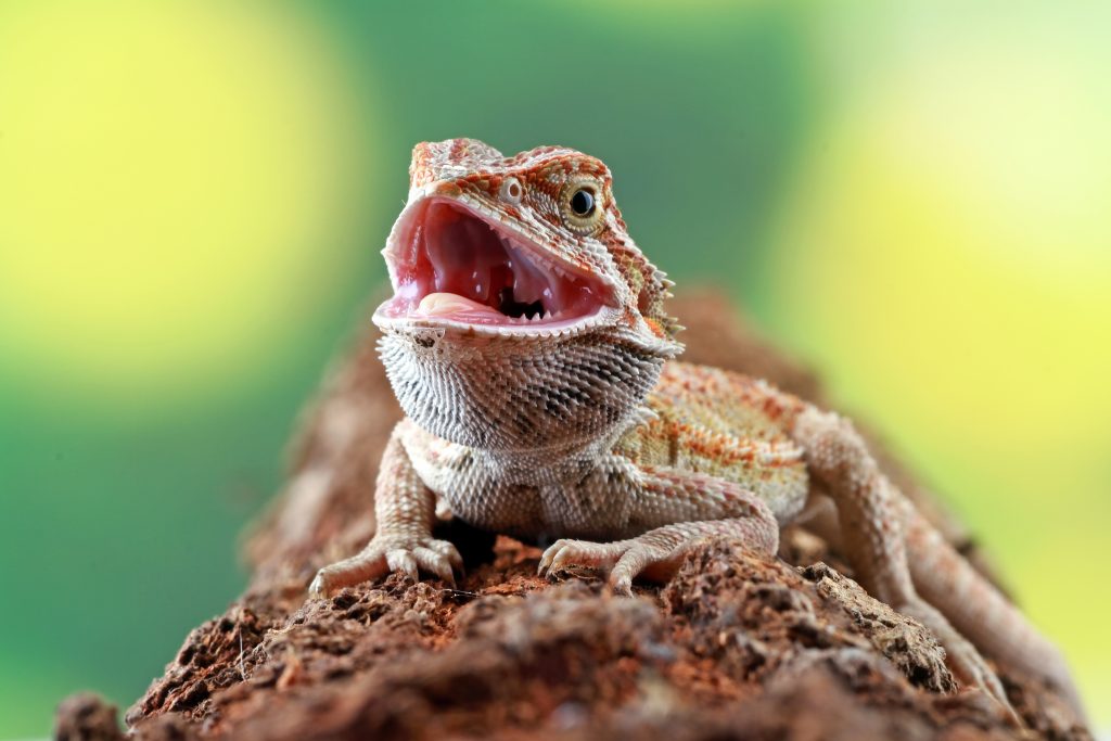 do bearded dragons get aggressive when shedding