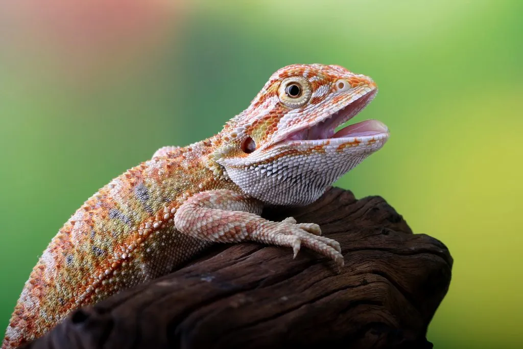 yellow beardie poop