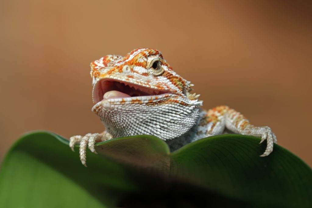 What does it mean if a bearded dragons poop is orange?