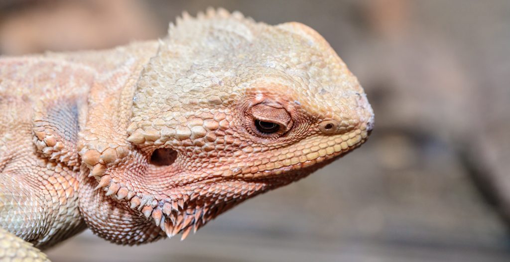 bearded dragon's poop color is orange