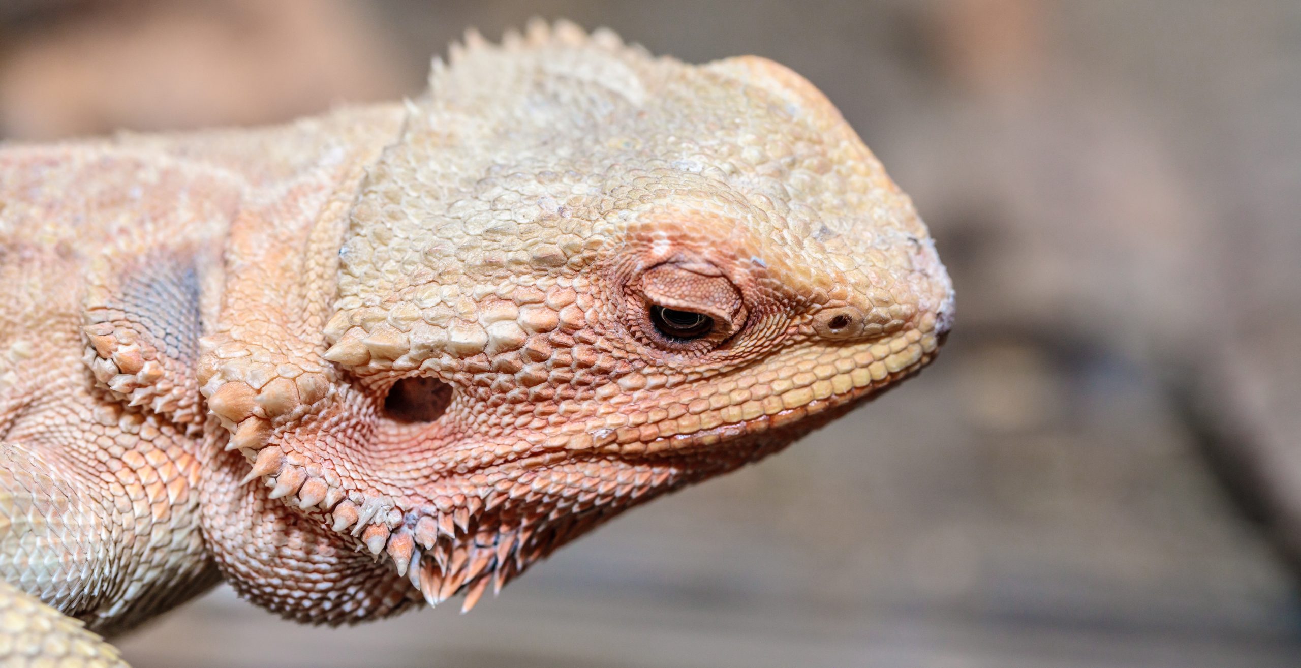 Why Your Bearded Dragon's Poop Is Orange - Reptile Craze