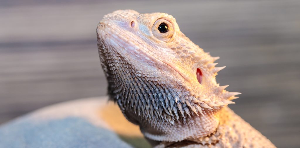 what to do about blood in a bearded dragon's poop