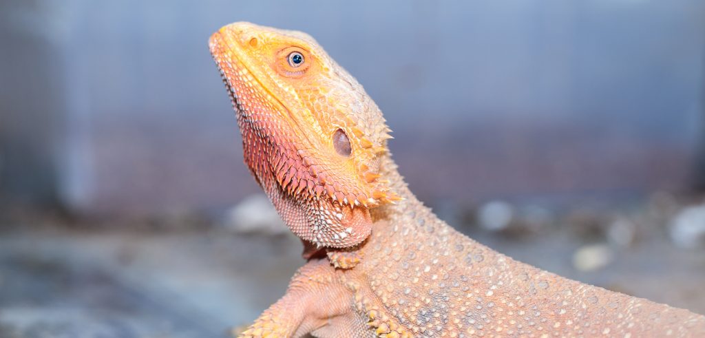 bearded dragon nose plug stuck