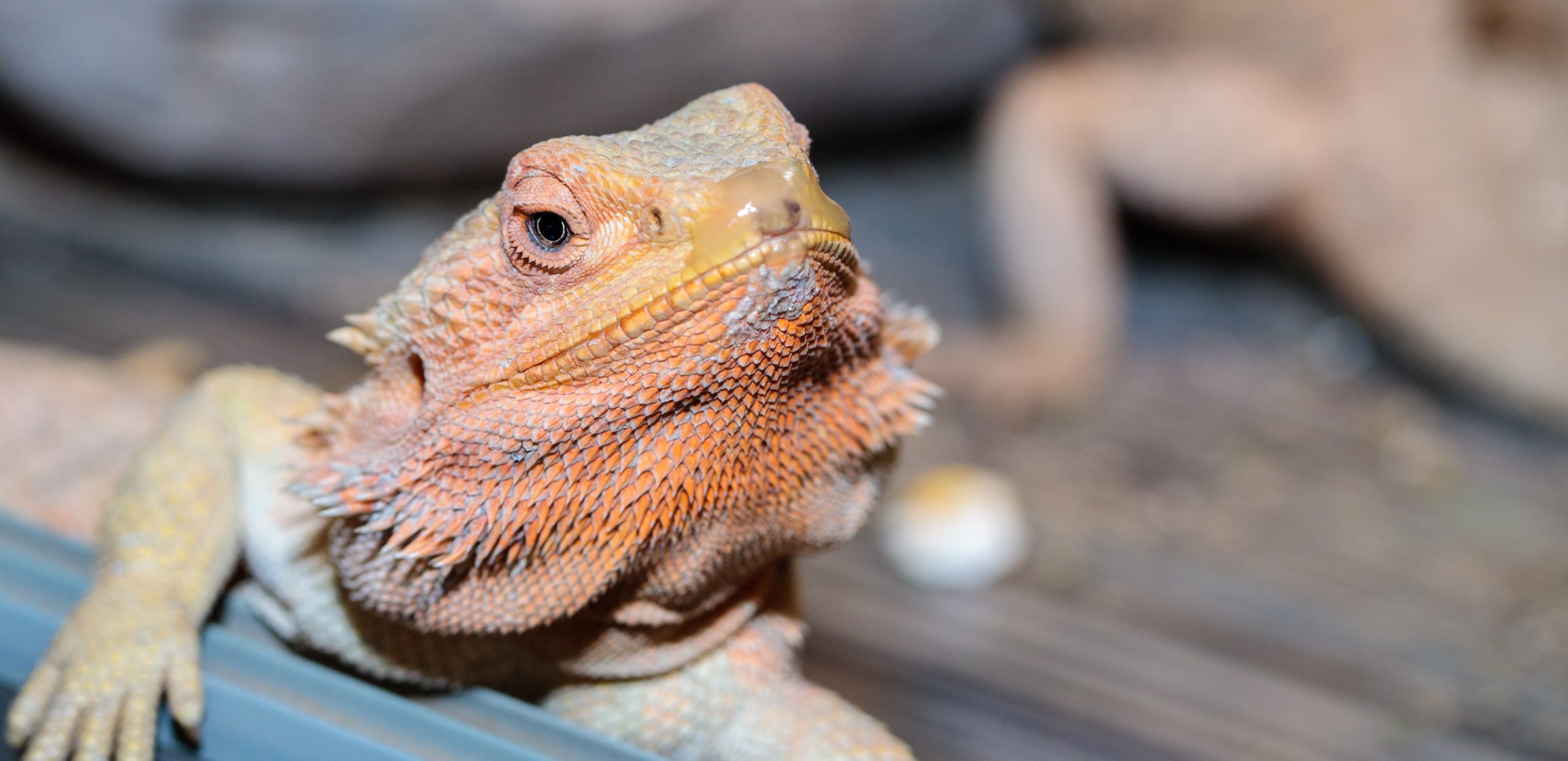 Mucus In Bearded Dragon Poop: What It Means And What To Do - Reptile Craze