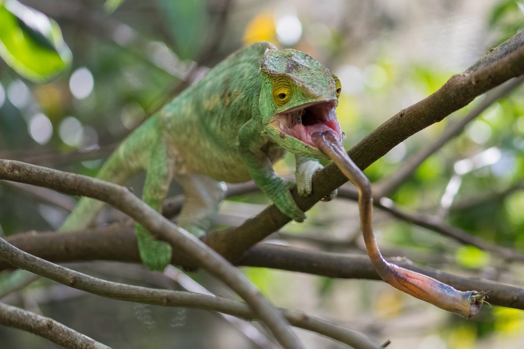 how long can chameleons go without water