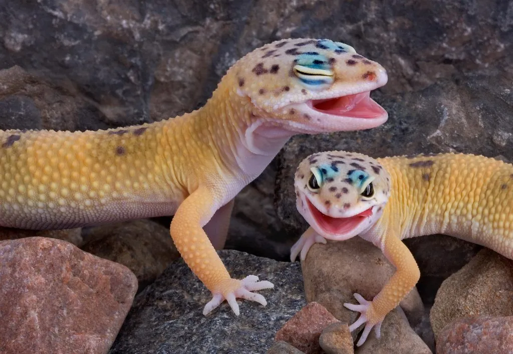 Why is my leopard gecko opening his mouth and shaking his head?