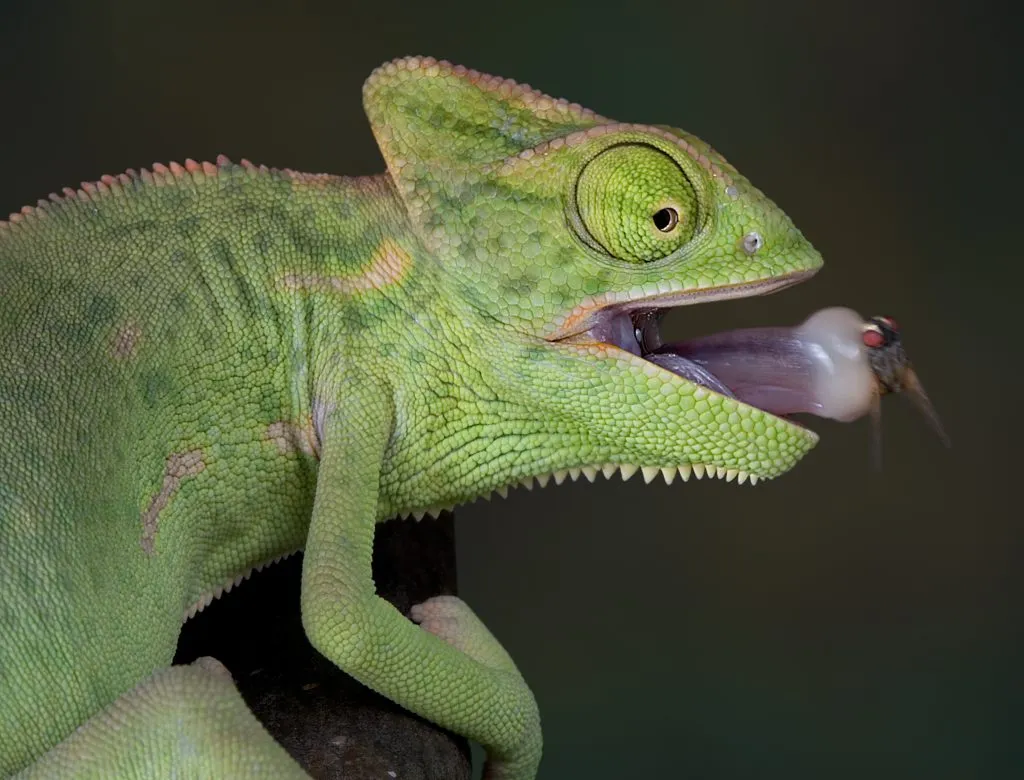 eating chameleon