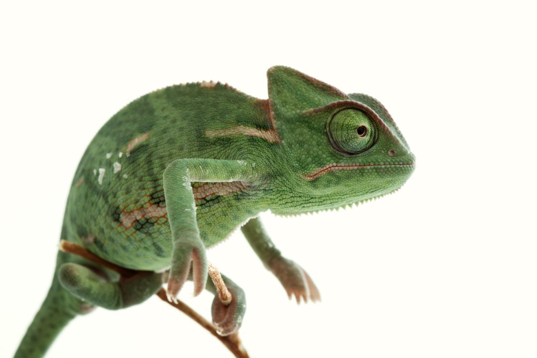 Curated visual reference: Gallery Detail: White Spots On A Chameleon Here S What It Means