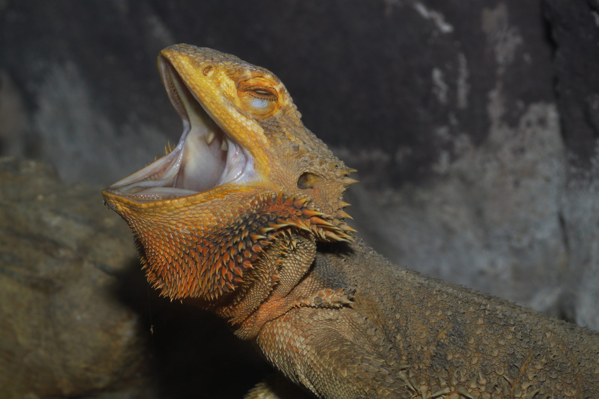 Seizures In Bearded Dragons: Symptoms, Causes, Treatment - Reptile Craze