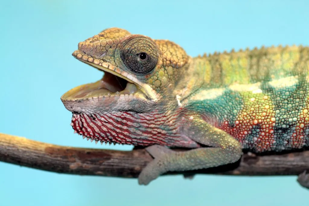 Chameleon Fix 