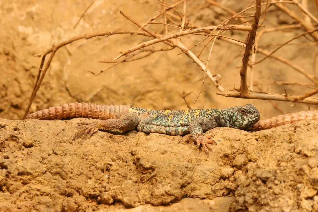 How long can Uromastyx go without eating?