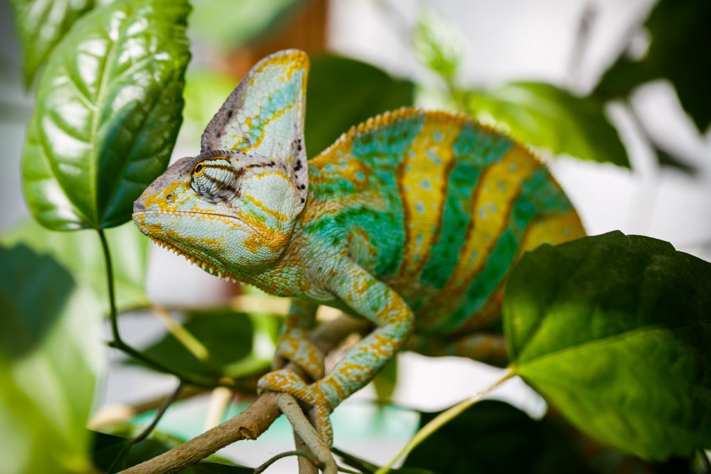 Why did my chameleon get spots?