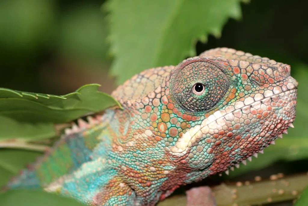 does my chameleon have mouth rot?