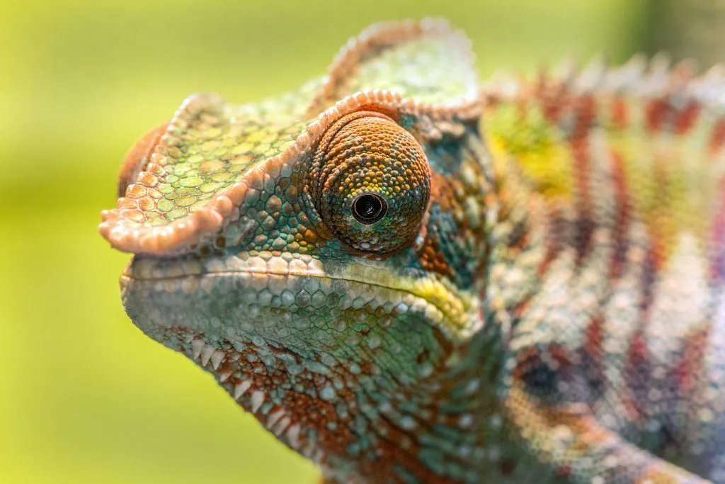 How do you force a chameleon to drink water?