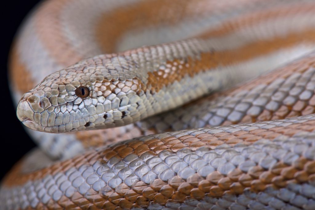 Rosy Boa Care: Diet, Habitat, Handling - Reptile Craze