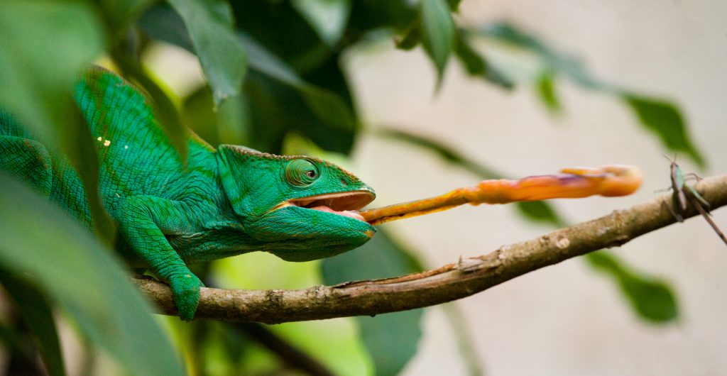 chameleon not shooting tongue