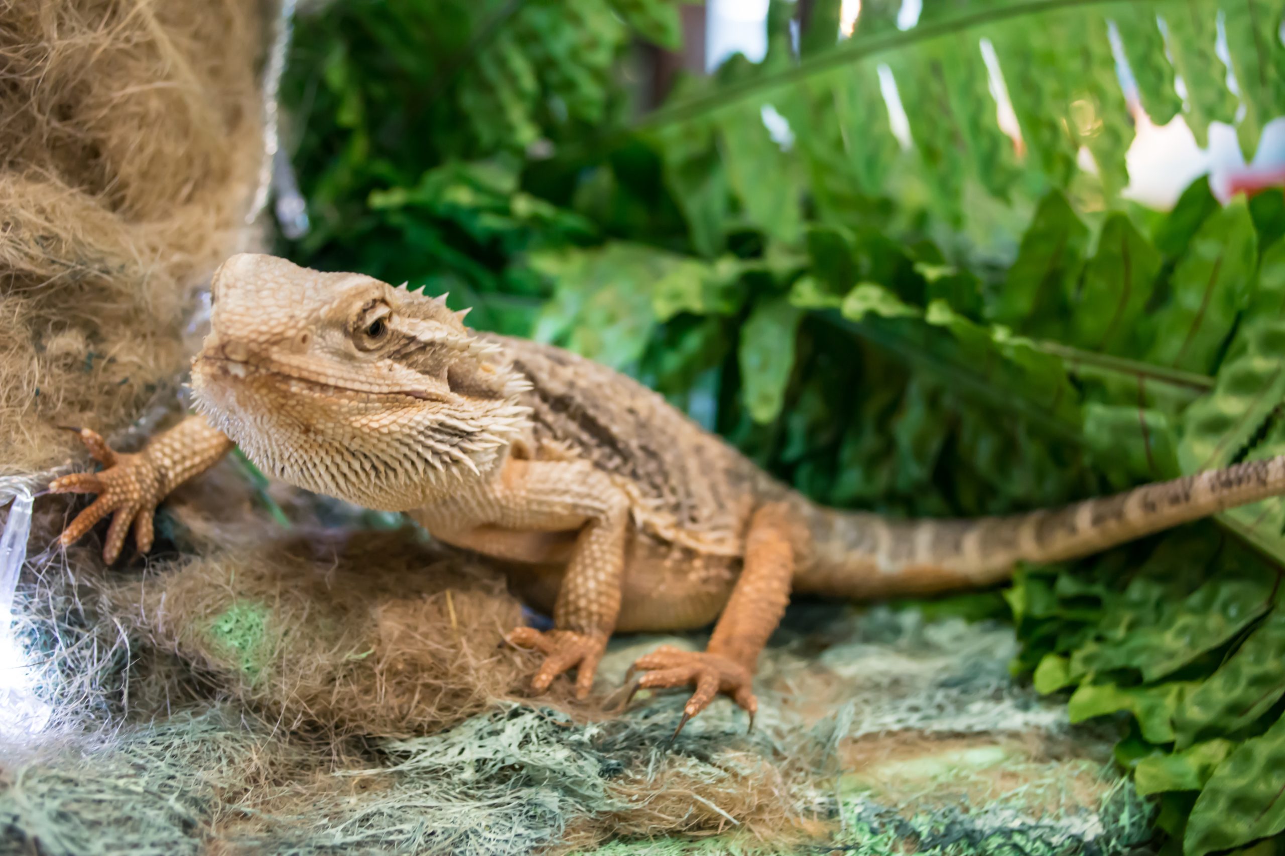 undigested-food-in-bearded-dragon-poop-causes-solutions-reptile-craze