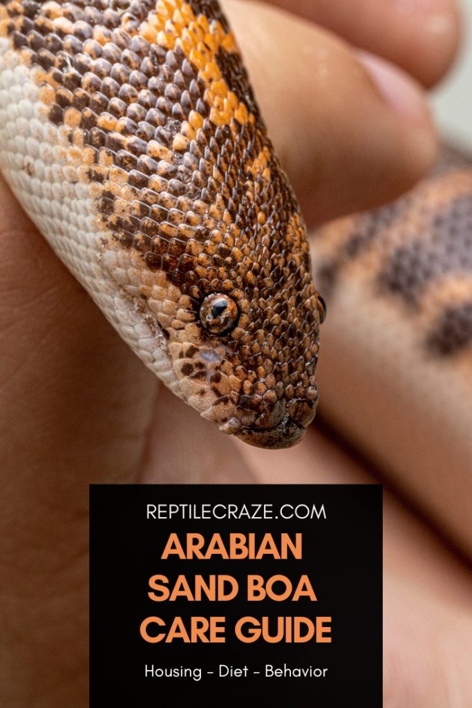 Arabian Sand Boa Care Diet, Setup, Facts Reptile Craze