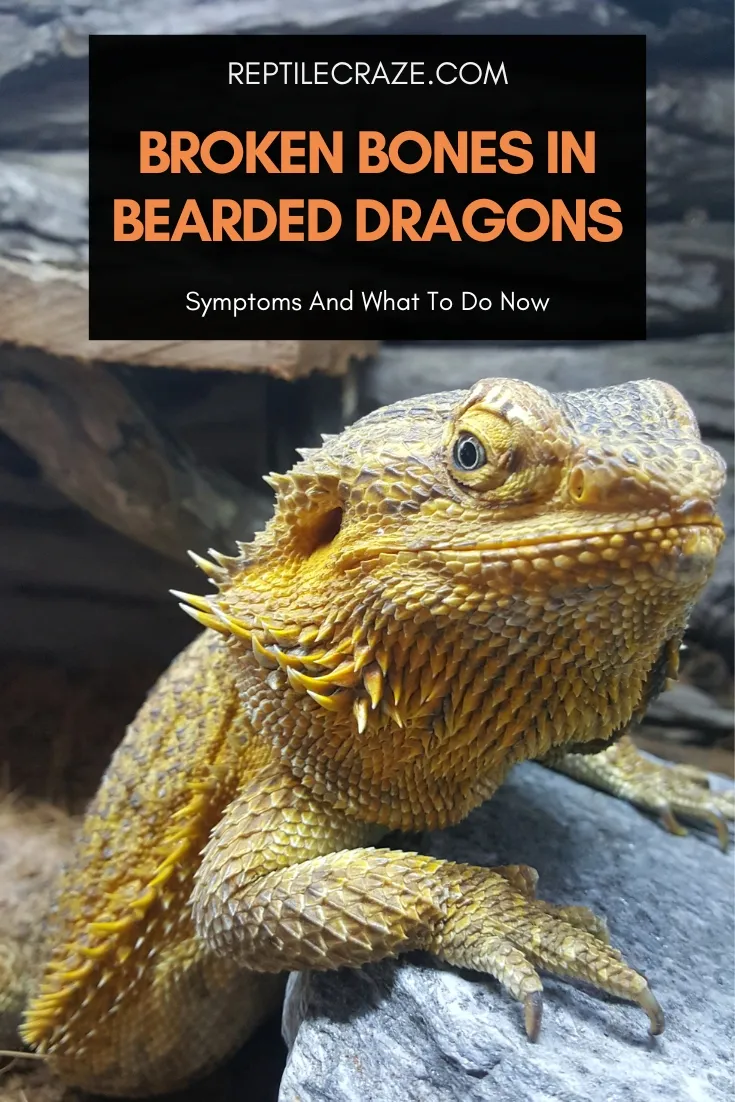 broken bones in bearded dragons