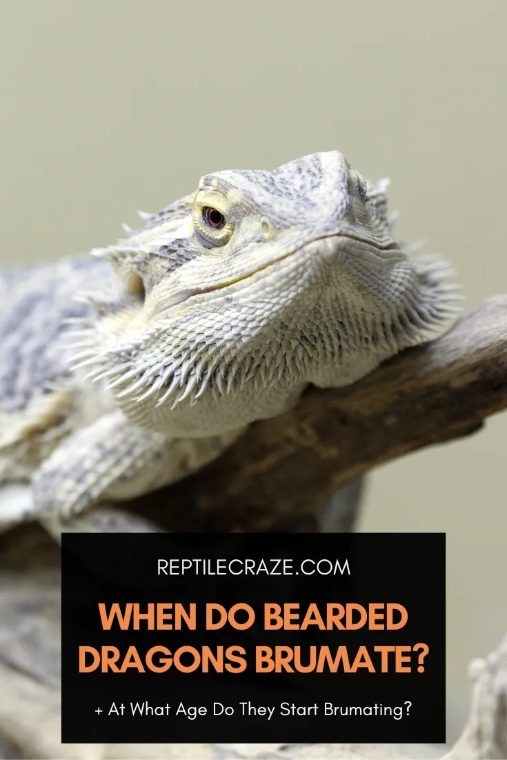 when do bearded dragons brumate?