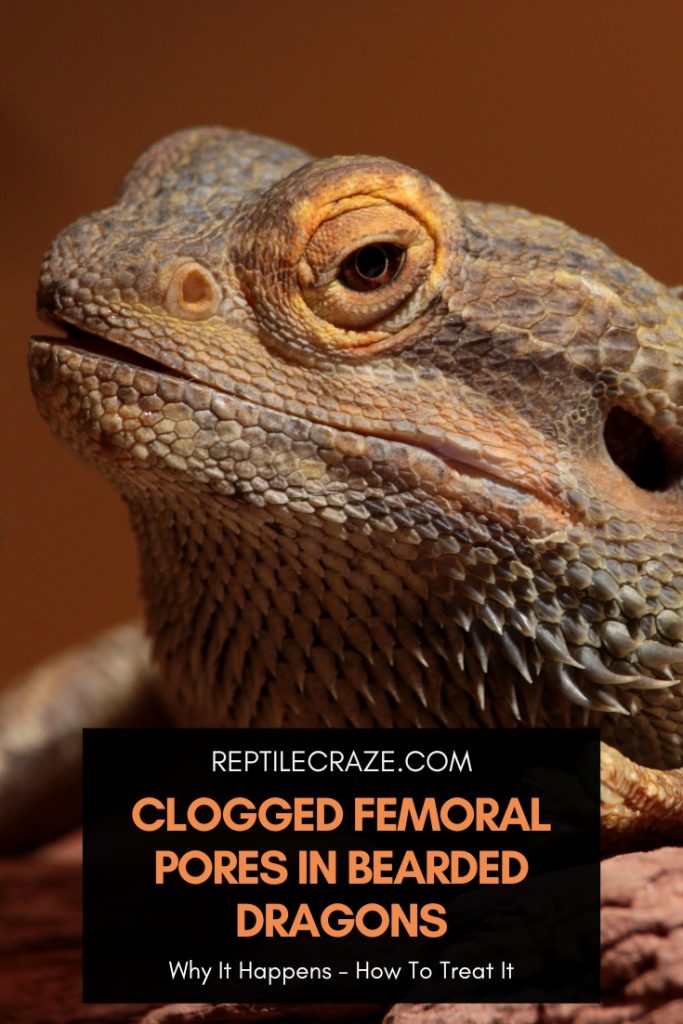 Clogged Femoral Pores In Bearded Dragons: Do This! - Reptile Craze