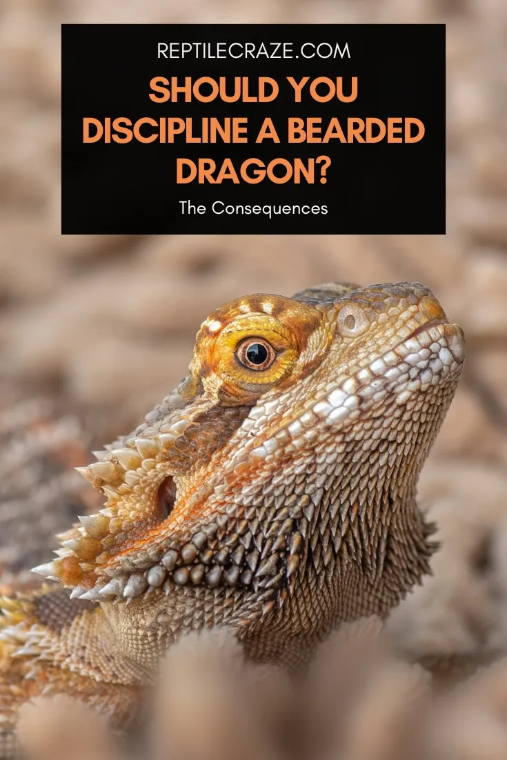 Can You Discipline A Bearded Dragon?