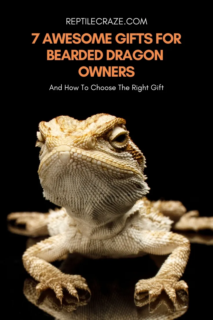 best gifts for bearded dragon owners