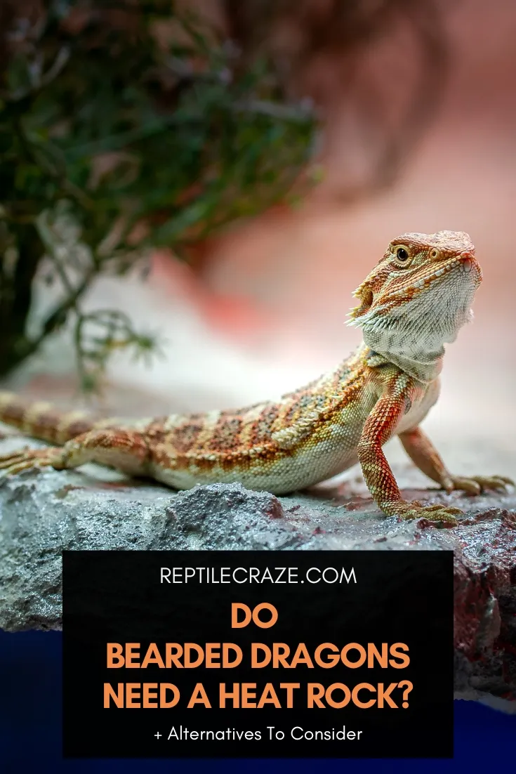 Do Bearded Dragons Need A Heat Rock