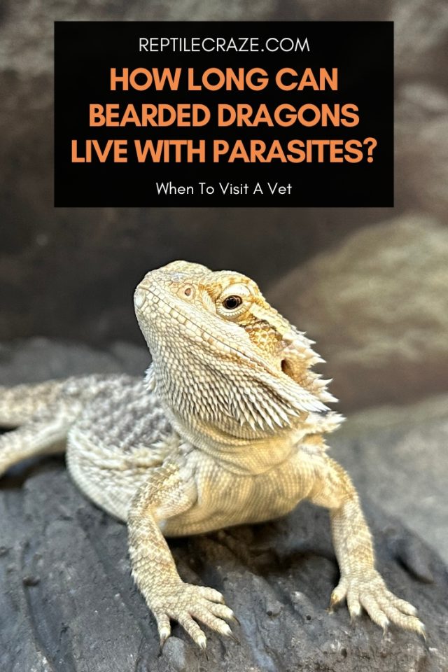 How Long Can Bearded Dragons Live With Parasites? - Reptile Craze