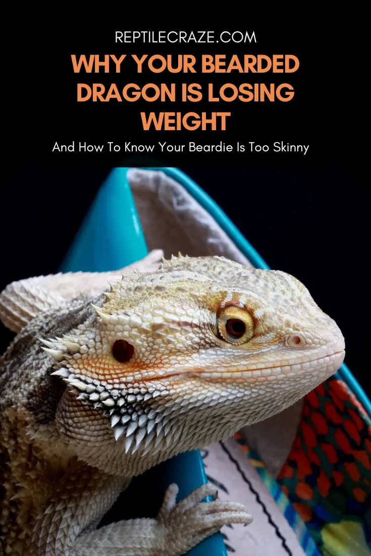 bearded dragon losing weight
