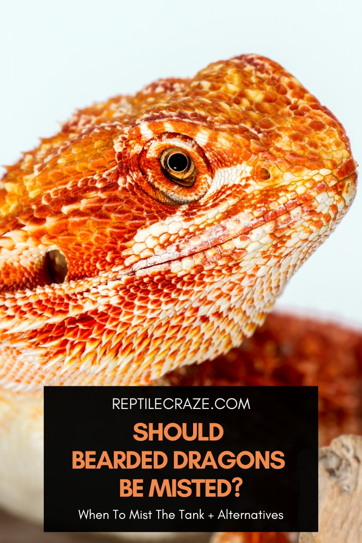 Do Bearded Dragons Need Misting