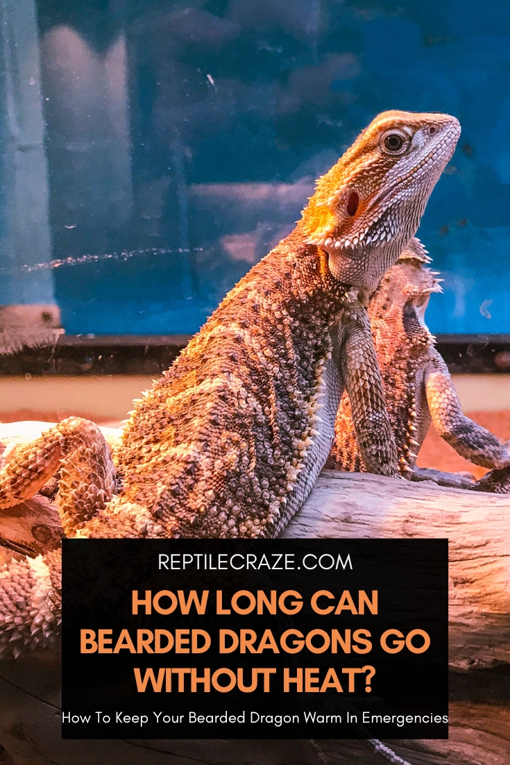 how long can bearded dragons go without heat