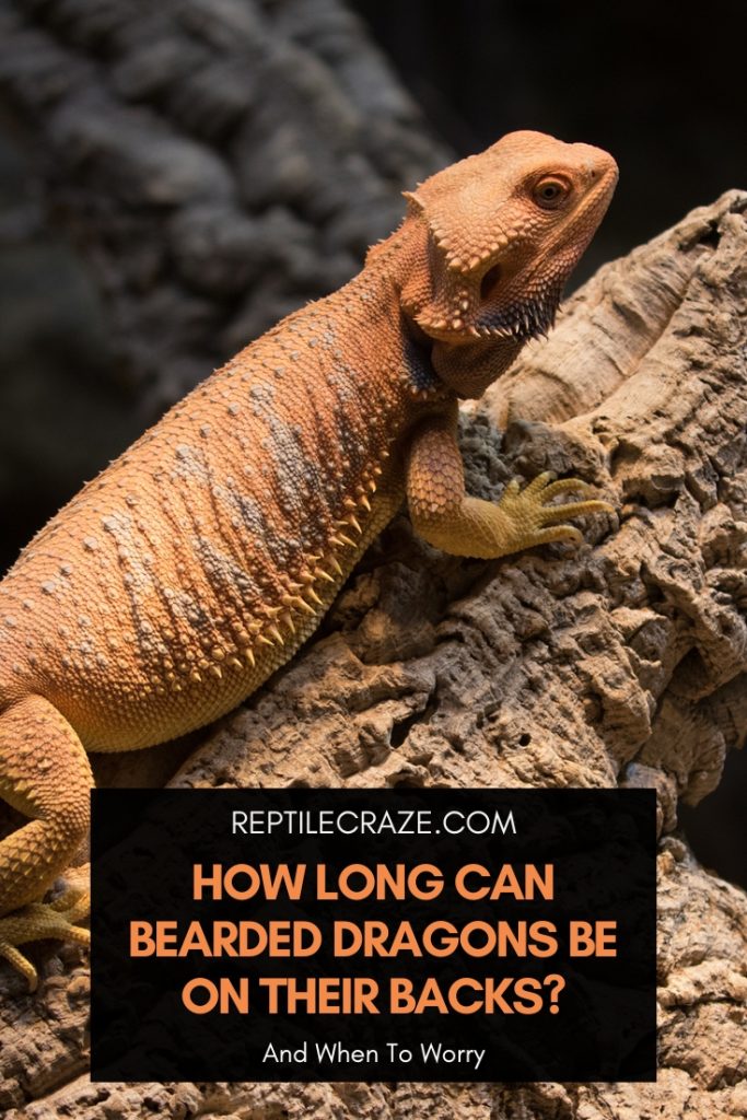 How Long Can A Bearded Dragon Be On Its Back? - Reptile Craze