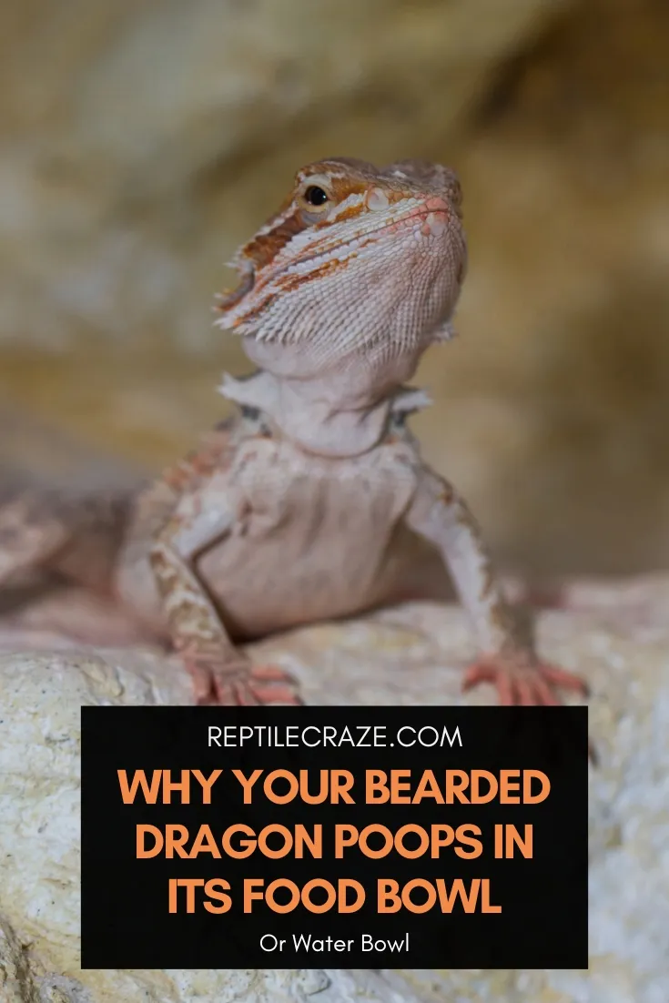 Do Bearded Dragons Eat Their Poop?