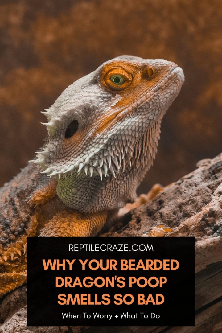 Why Your Bearded Dragon's Poop Smells So Bad - Reptile Craze