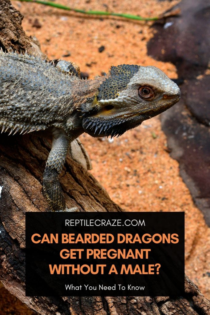 Can Bearded Dragons Get Pregnant Without A Male? - Reptile Craze