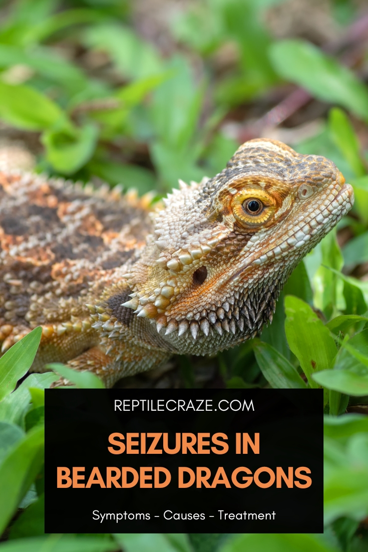 bearded dragon seizures