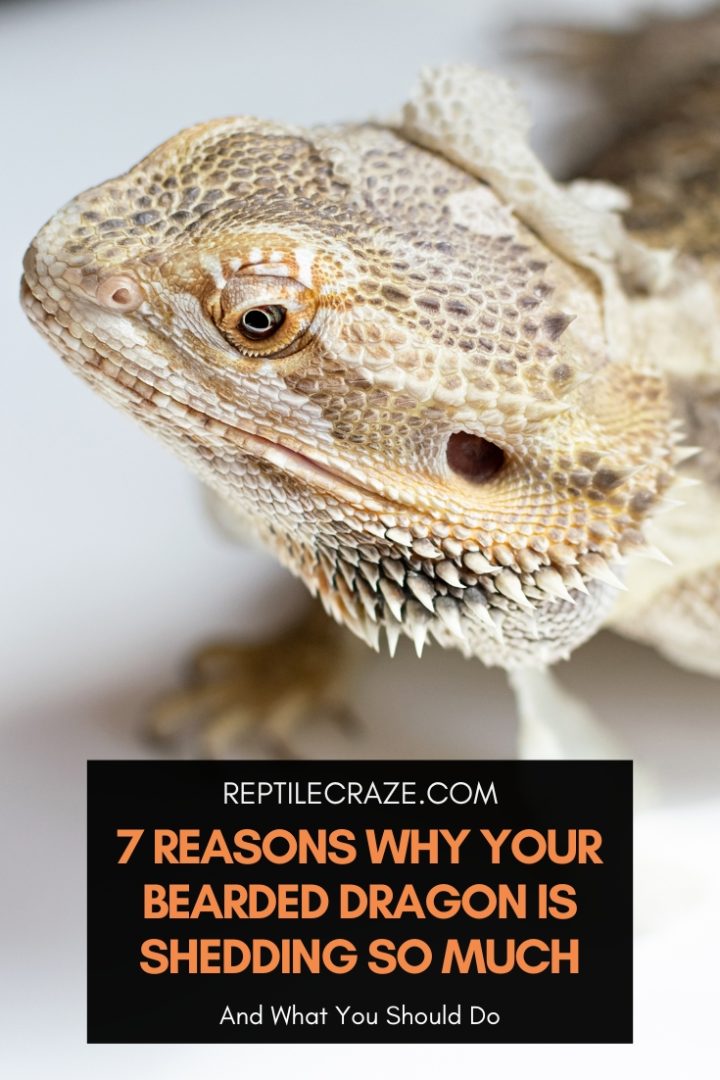 7 Reasons Why Your Bearded Dragon Is Shedding So Much - Reptile Craze