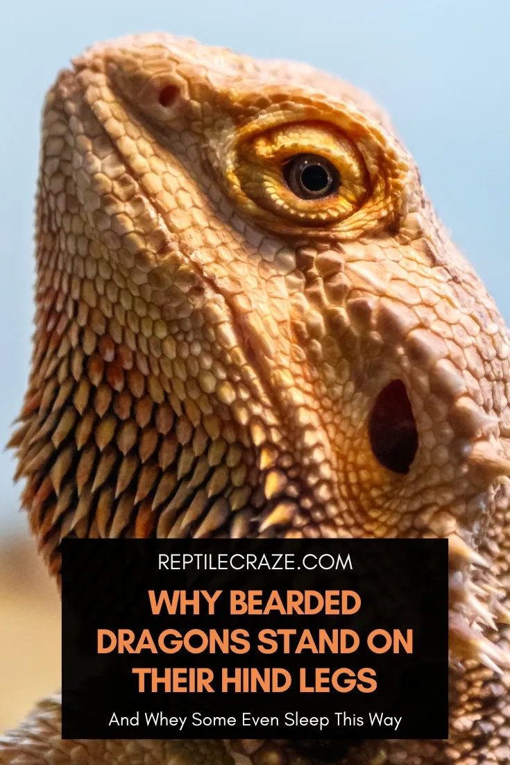 Why Do Bearded Dragons Stand On Their Hind Legs?