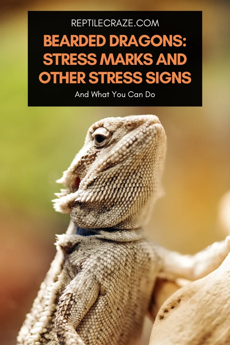 bearded dragon stress marks