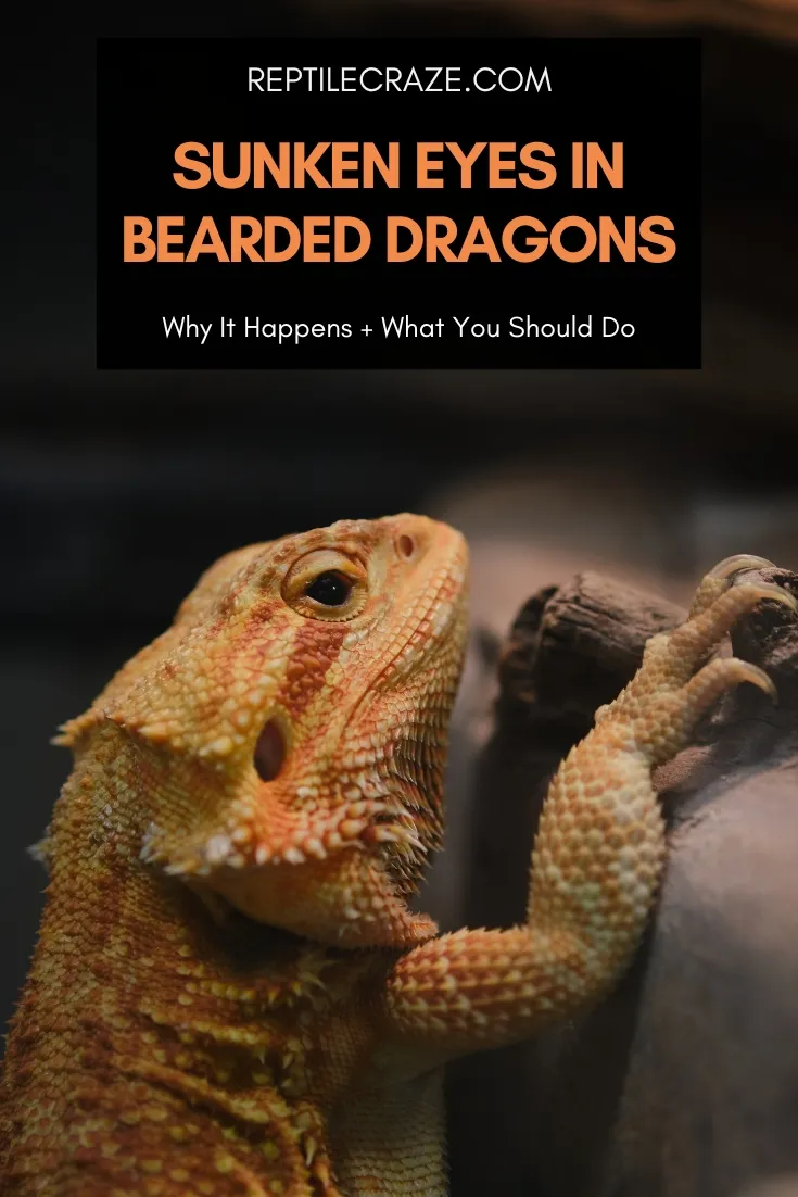 bearded dragon sunken eyes