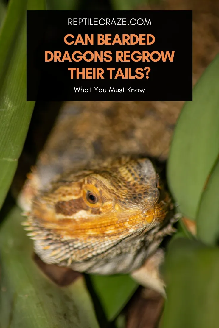 can bearded dragons regrow their tails