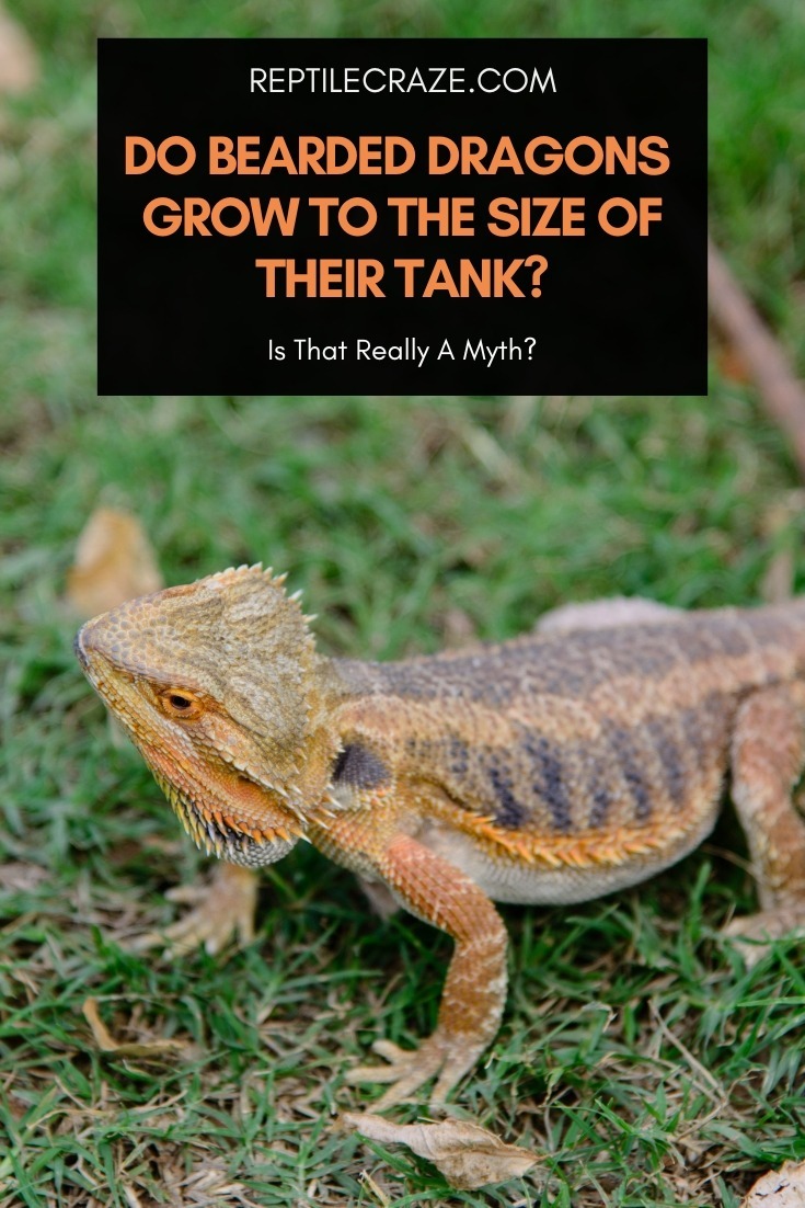 Do Bearded Dragons Grow To The Size Of Their Tanks?
