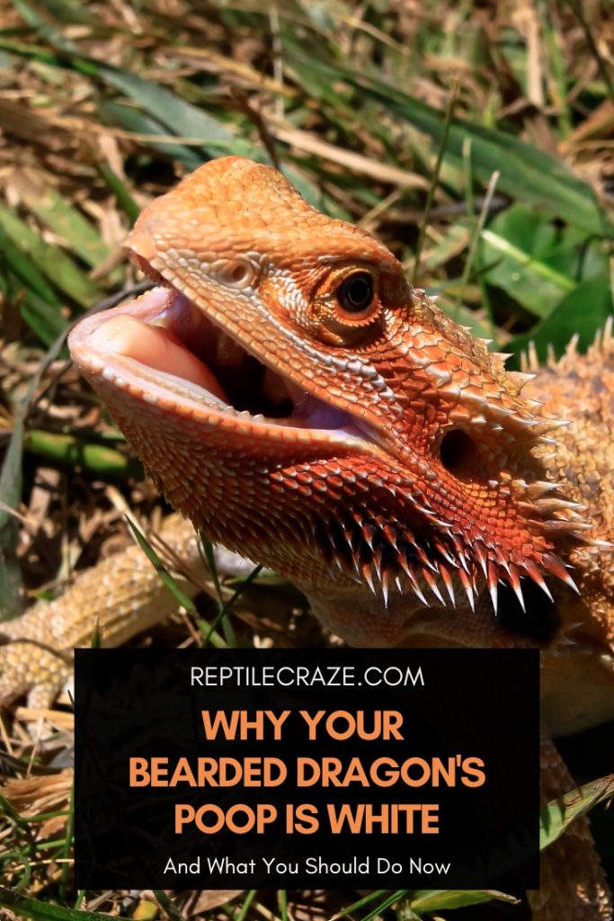 Why Your Bearded Dragon's Poop Is White - Reptile Craze