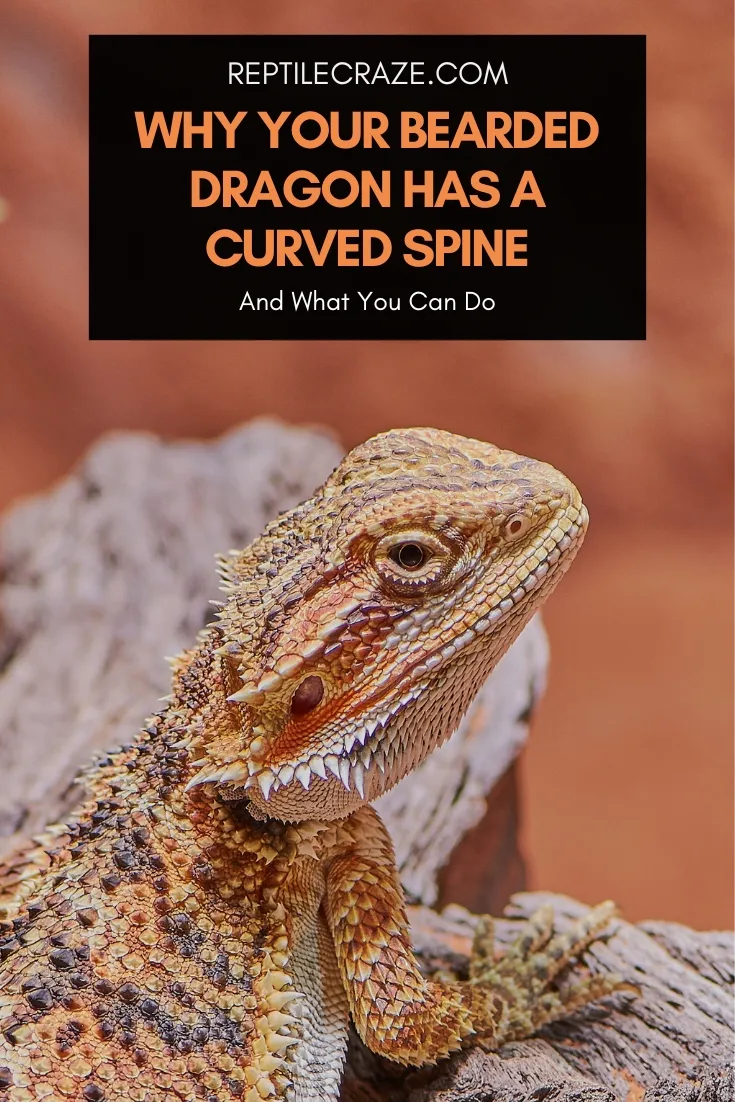 bearded dragon curved spine