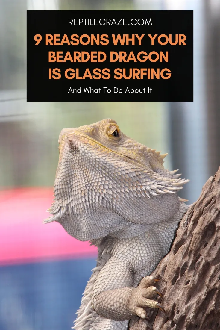 why is my bearded dragon glass surfing?