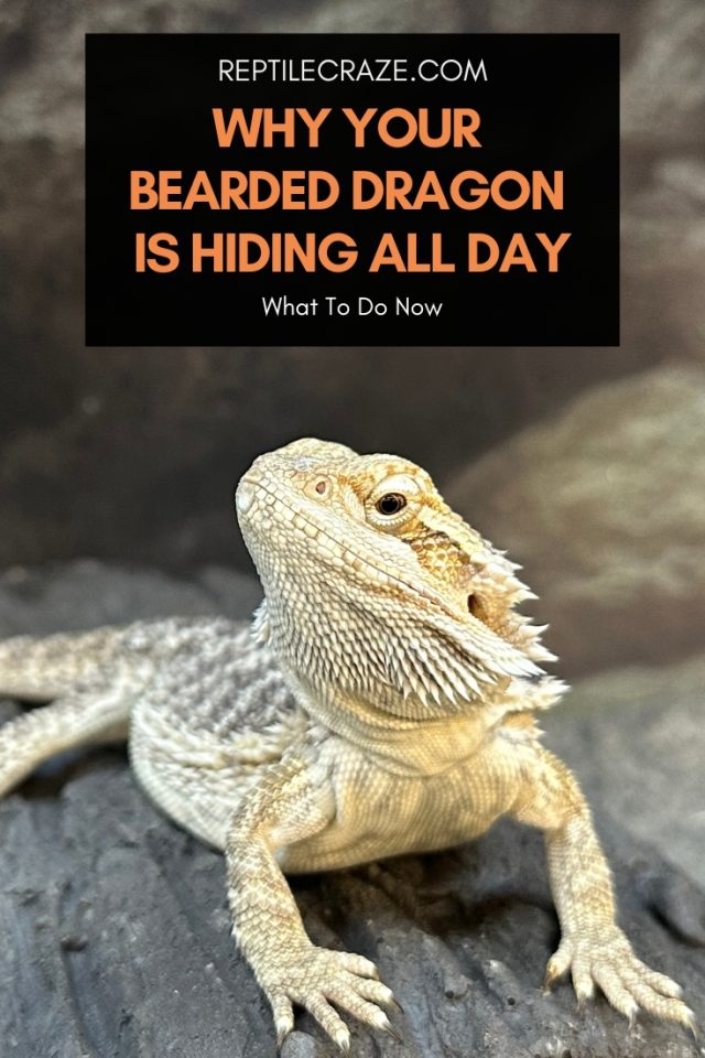 13 Reasons Why Your Bearded Dragon Is Hiding All Day Reptile Craze