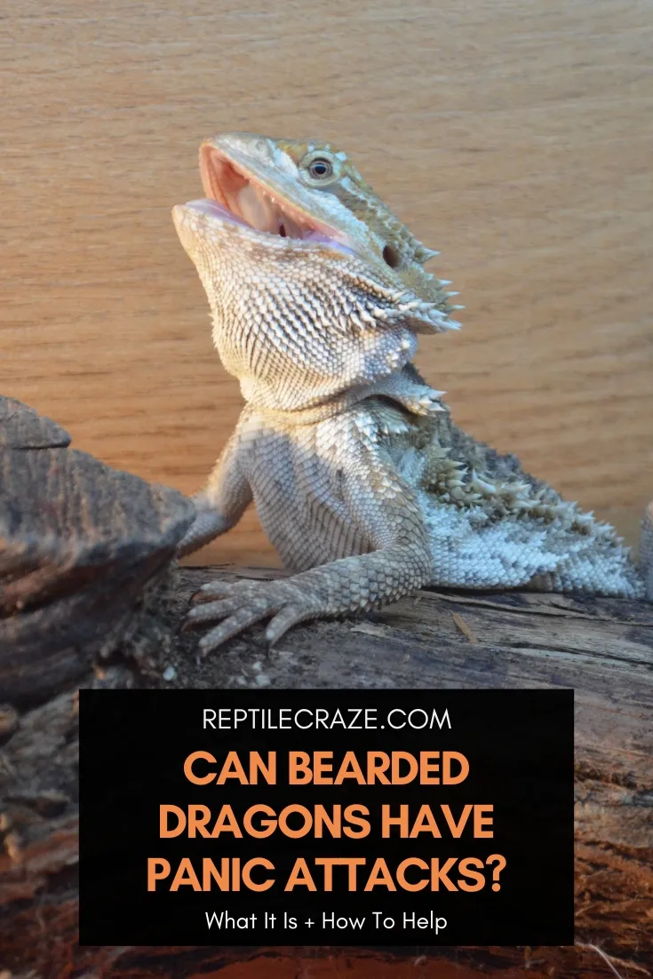 Can Bearded Dragons Have Panic Attacks?