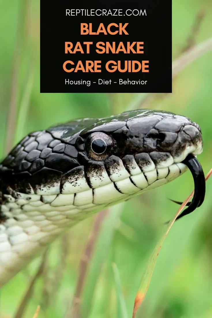 black rat snake care